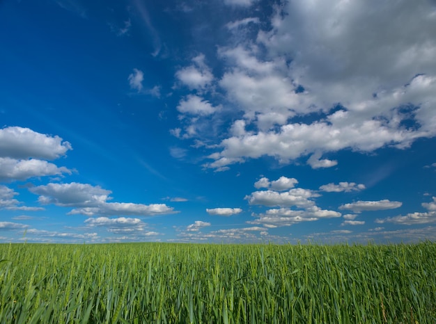 The sky with clouds and green field