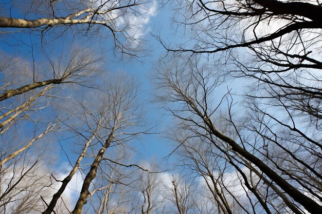 Skys Limitless Canopy