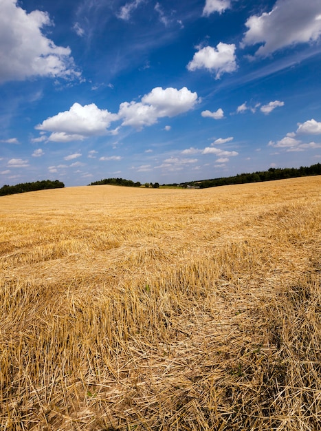 Slanted wheat - an agricultural field on which there passed the harvest company of wheat