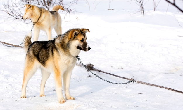 Sled dog puppy Siberian Husky