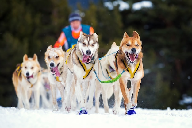 Sled dog race on snow in France