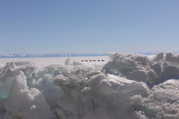 Sled dogs run on the frosen lake