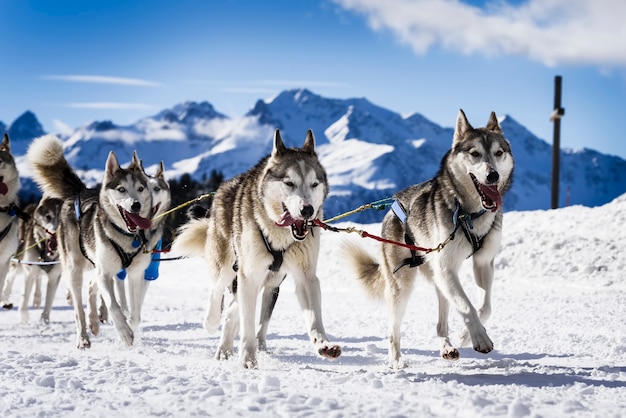 Sledge dogs in speed racing