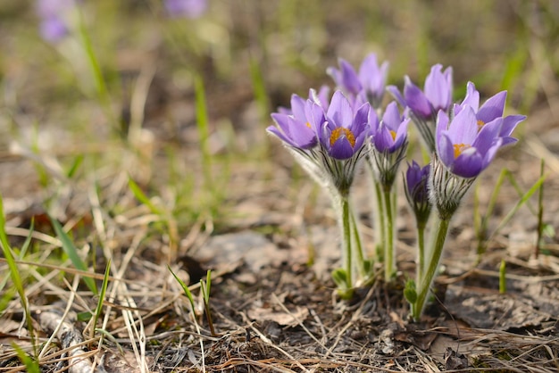 Sleep grass flowers Snowdrops Dream grass Pulsatilla patens Gentle spring flowers in forest fields