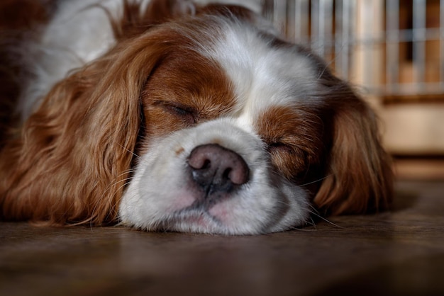 Sleeping blenheim cavalier king charles spaniel