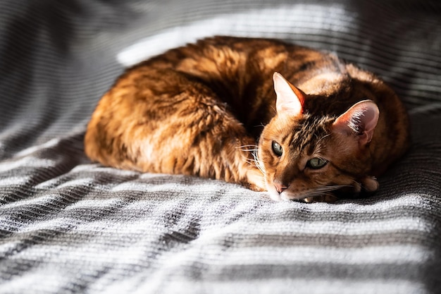 Sleeping cat Cute cat resting on bed