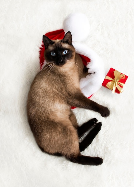 Sleeping cat in a Santa Claus hat