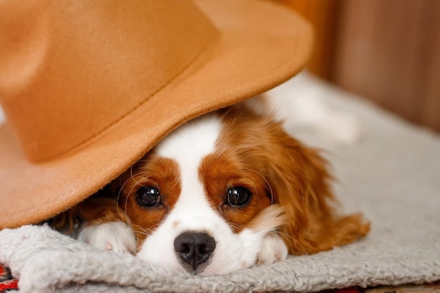 Sleeping Cavalier King Charles Spaniel Puppy lies with a hat on his or her head