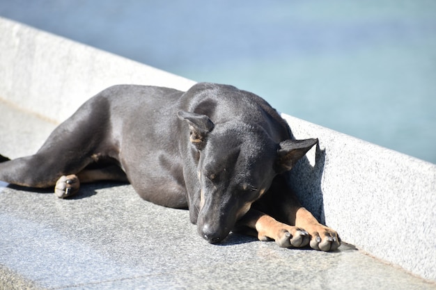 Sleeping dog one animal background