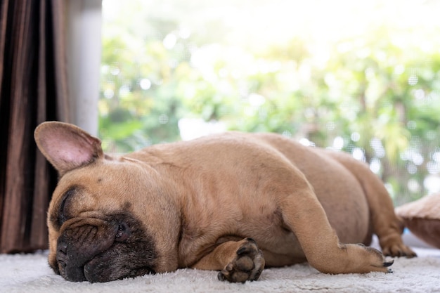 Sleeping French bulldog lying against the sun light.