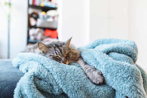 Sleeping gray domestic cat on soft blanket