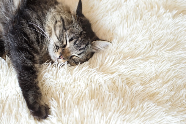 Sleeping happy kitty on white fur cover