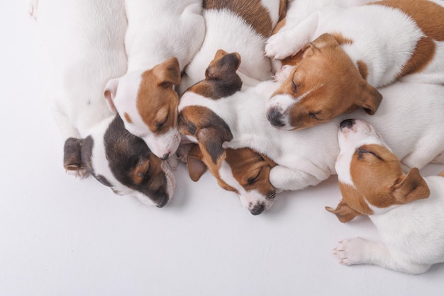 Photo sleeping jack russell terrier puppies on isolated white background