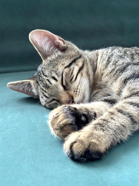 Photo sleeping kitten closeup