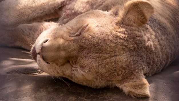 Sleeping lioness closeup closeup of a lioness head