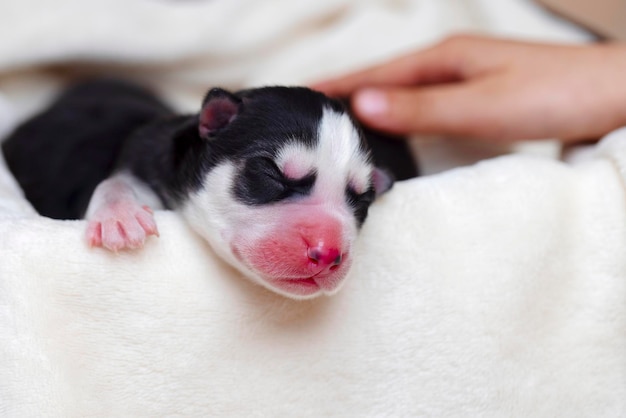 Sleeping newborn siberian husky puppy newborn sleeping puppy