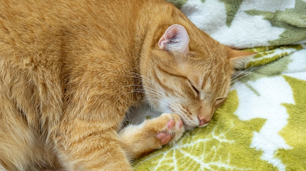 Sleeping red cat on white background