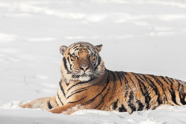 Sleeping siberian tiger