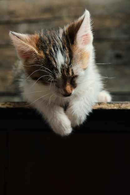 Sleeping small, beautiful gray and white kitten.