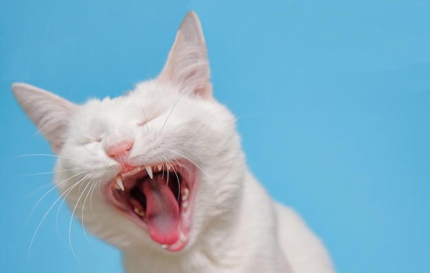 Sleepy cat with white fur yawning on a blue background