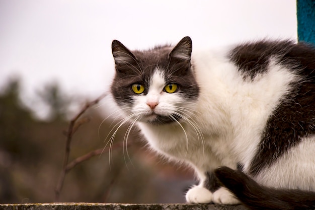 SleepyBlack and white cat sits on a fence against the sky.