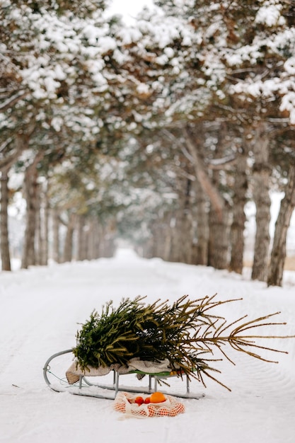 a sleigh with a fir tree and mandarins in the fores