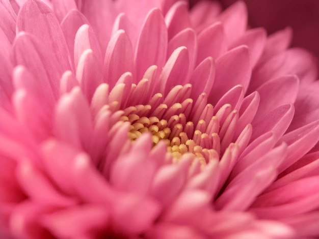 Slender pink petals in selective focus. The idea of Ã¢ÂÂÃ¢ÂÂtenderness and fragility for Mother's Day, Woman's Day or Valentine Day.