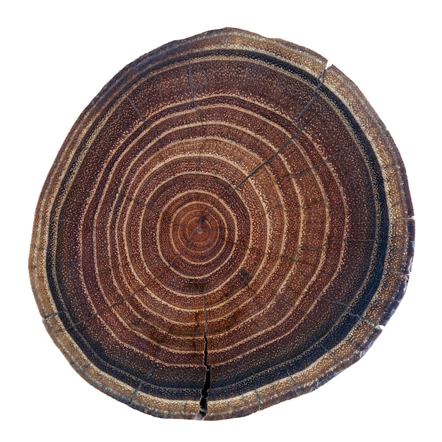 Slice of wood with texture and annual rings