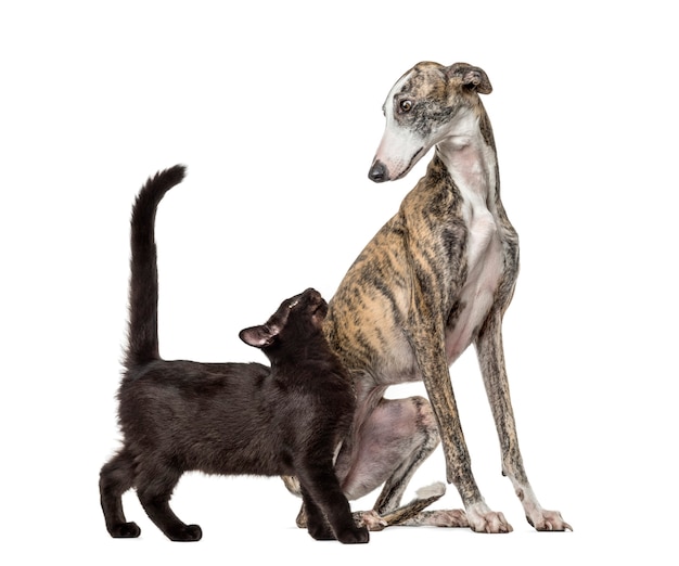 Slim galgo dog and Mixed-breed black cat, in front of white background