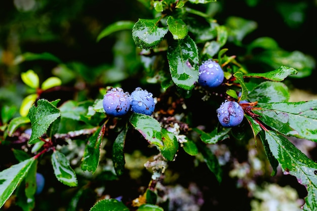 Sloes with dew on them