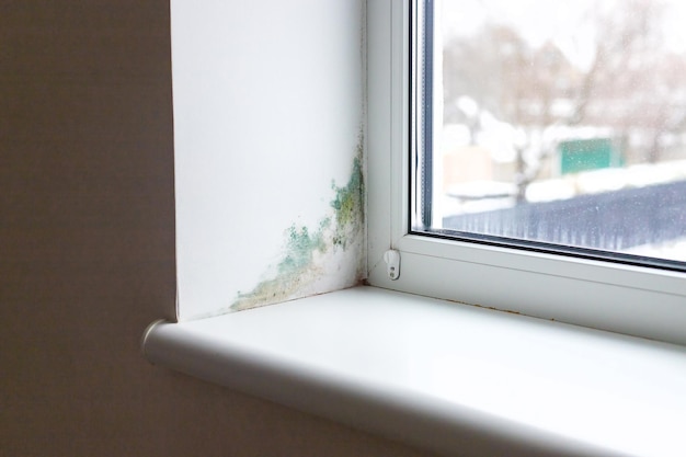 Slope near the window fungus moisture Selective focus