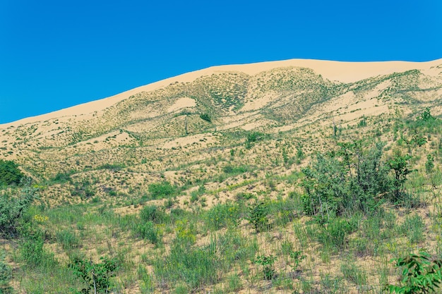 Slope of a sand dune with plants blooming in spring Sarykum dune in Dagestan