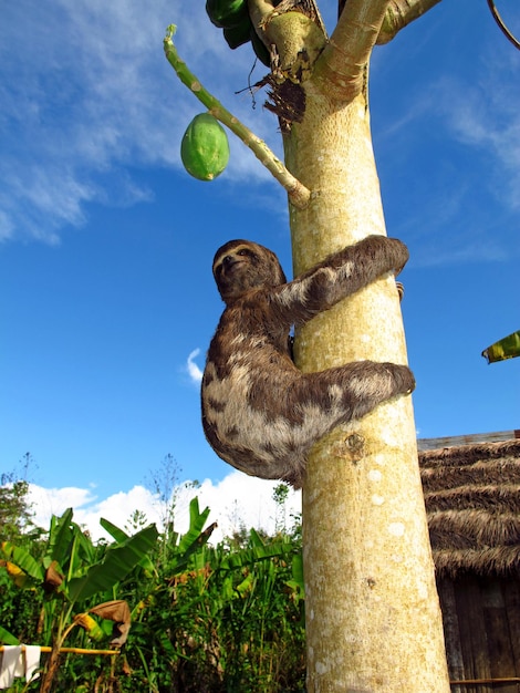 Sloth on Amazon river Peru South America