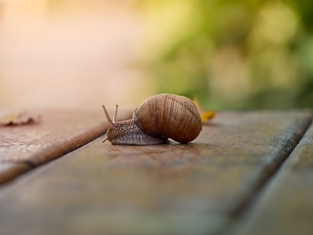 Slow grape snail crawl on the plank in the garden