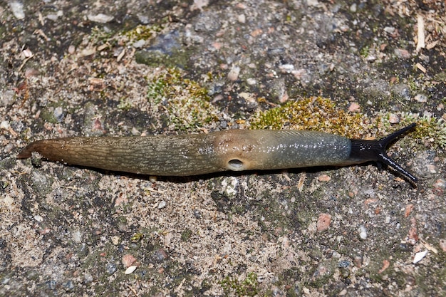 Photo the slug krynickillus melanocephalus crawls along the paths in the garden