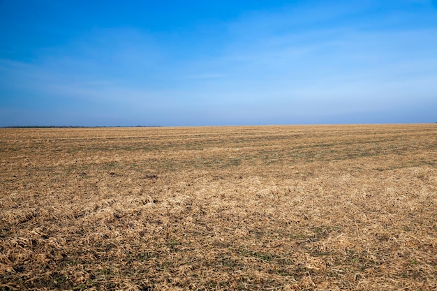 Sluggish and dried grass during the harvesting of hay for agriculture