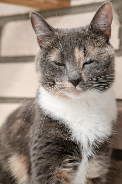 Slumbering cat sits on the brick wall background