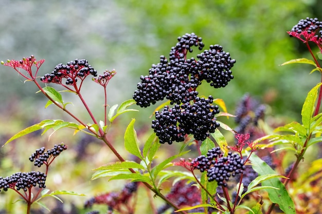 Sluster of black elderberries Elderberry bush with berries