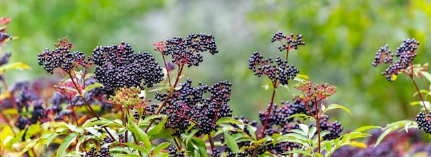 Sluster of black elderberries Elderberry bush with berries