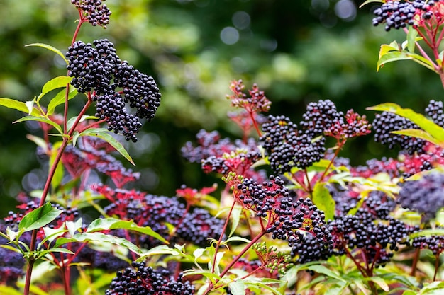 Sluster of black elderberries Elderberry bush with berries