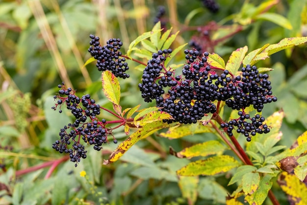 Sluster of black elderberries Sambucus Elderberry bush with berries