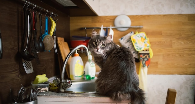 Sly forest cat red sitting on kitchen table and dish drainage