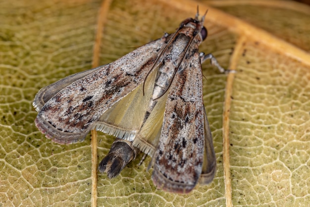 Photo small adult moth of the order lepidoptera