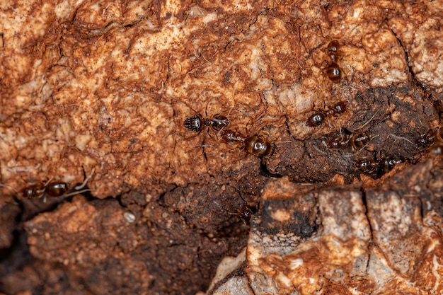 Small Adult Rover Ant of the Genus Brachymyrmex