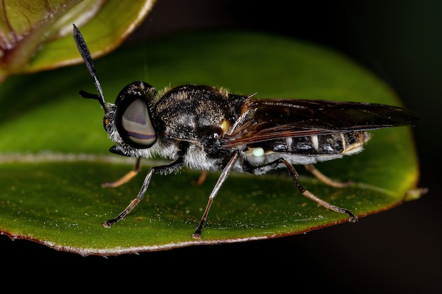 Small Adult Soldier Fly of the Subfamily Stratiomyinae