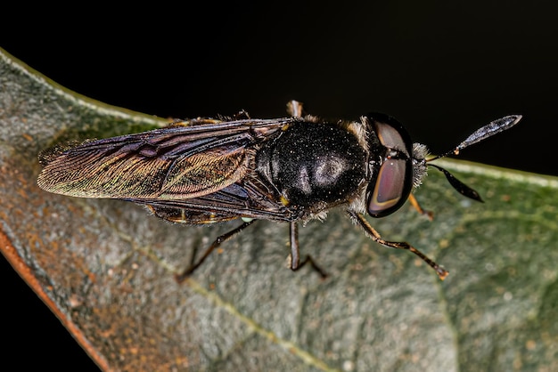 Small Adult Soldier Fly