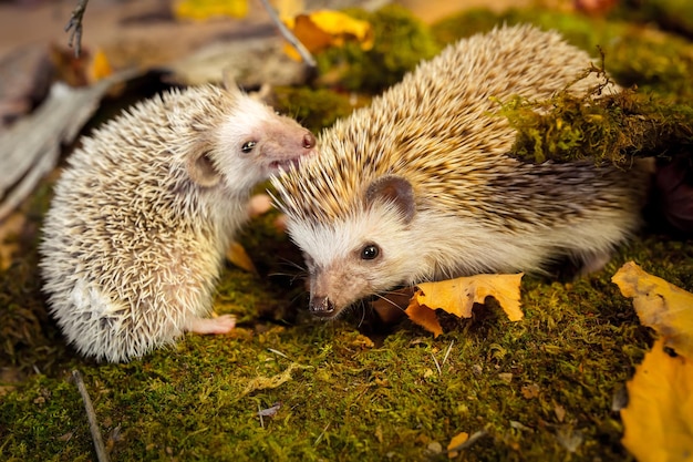 Small african pygmy hedgehogs