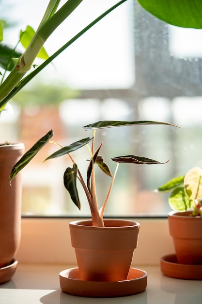 Small alocasia bambino plant in clay pot on windowsill at home elephants ear plant