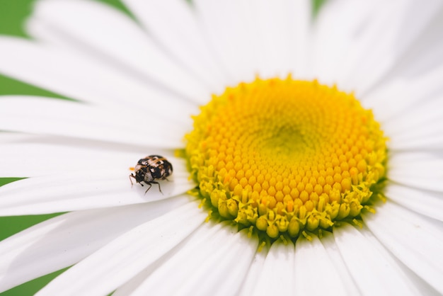 Small anther crawls on big daisy in macro