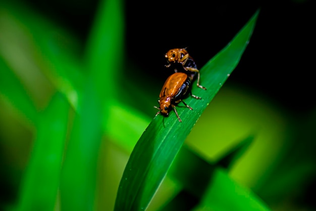 The small ants lover ants relationship concept idea of love and friendship Close up photography